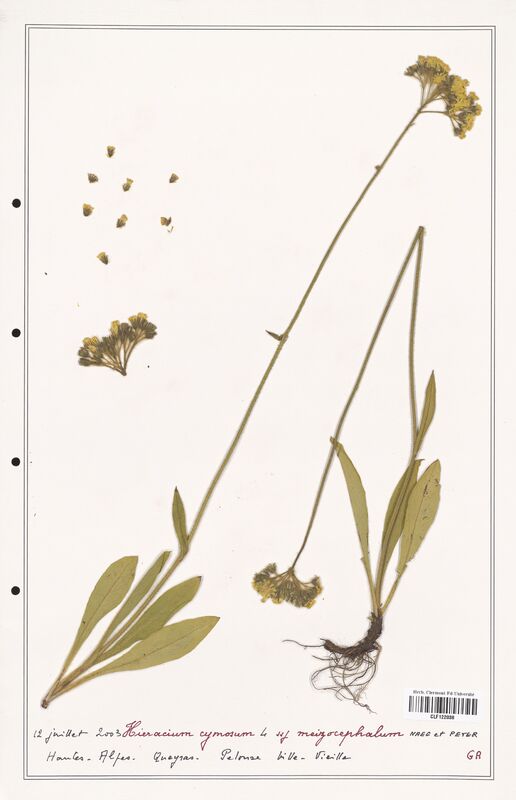 Hieracium cymosum  (Asteraceae)