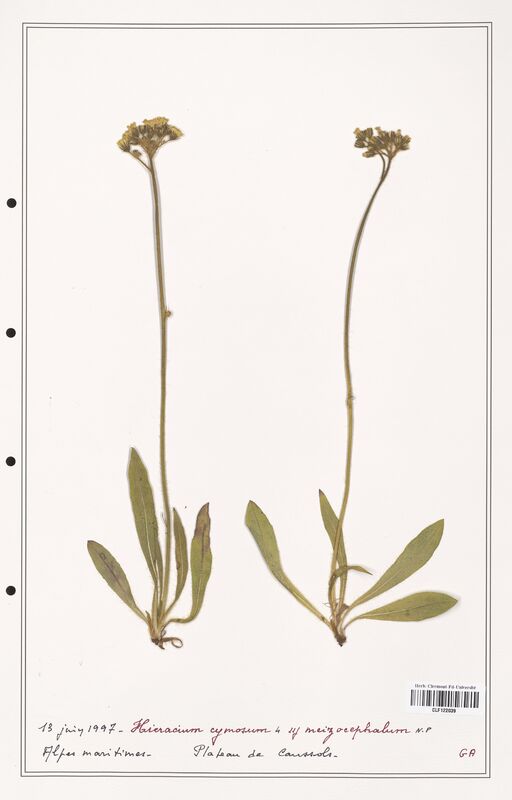 Hieracium cymosum  (Asteraceae)