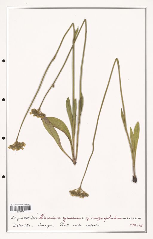 Hieracium cymosum  (Asteraceae)