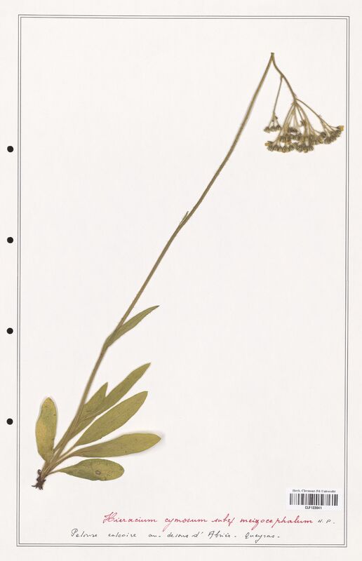 Hieracium cymosum  (Asteraceae)