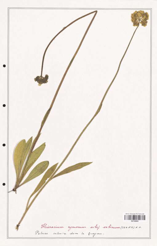 Hieracium cymosum  (Asteraceae)