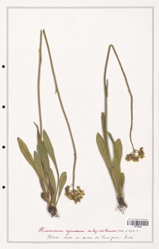 Hieracium cymosum  (Asteraceae)