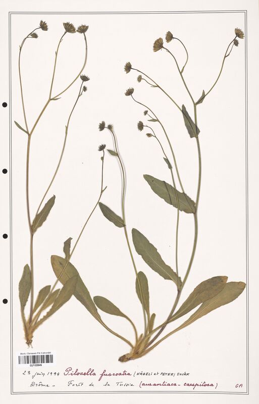 Hieracium pilosella  (Asteraceae)