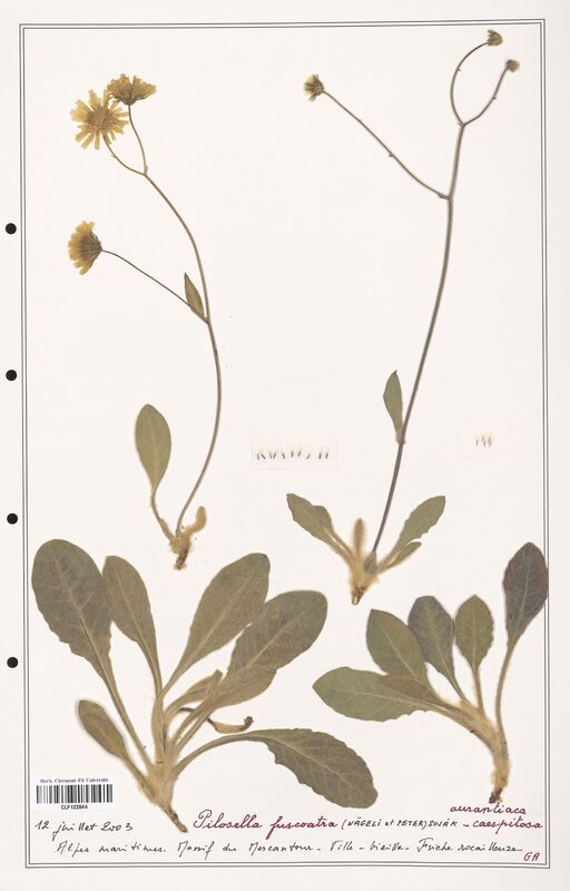 Hieracium pilosella  (Asteraceae)