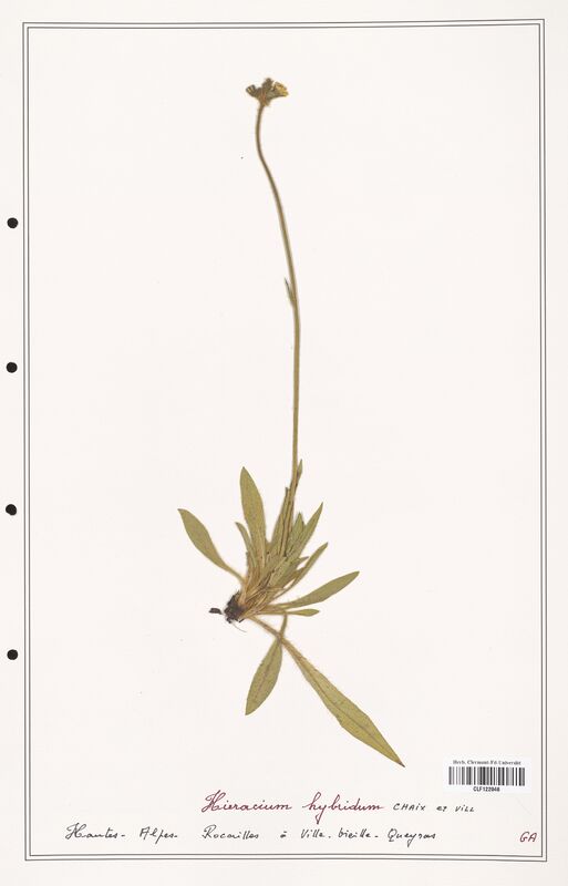 Hieracium hybridum  (Asteraceae)