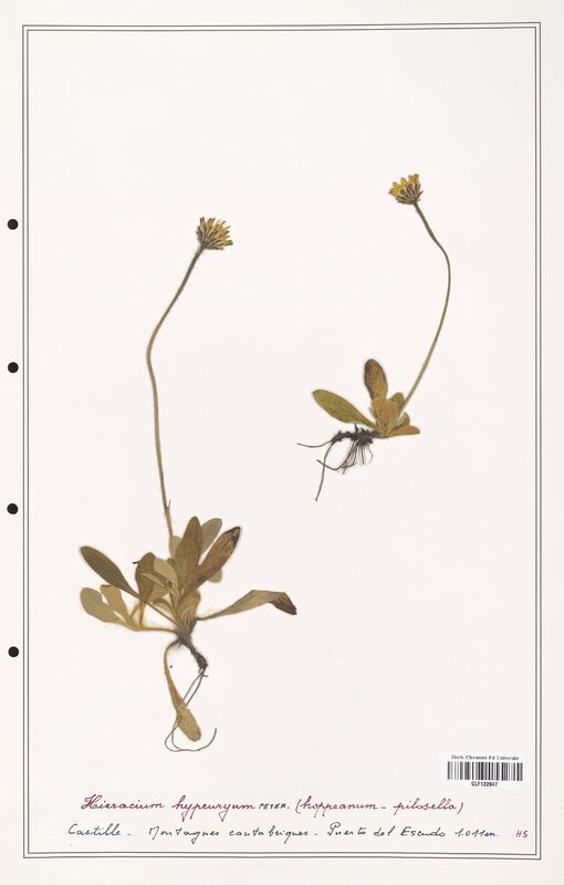 Hieracium hypeuryum  (Asteraceae)