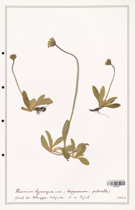 Hieracium hypeuryum  (Asteraceae)