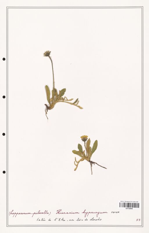 Hieracium hypeuryum  (Asteraceae)