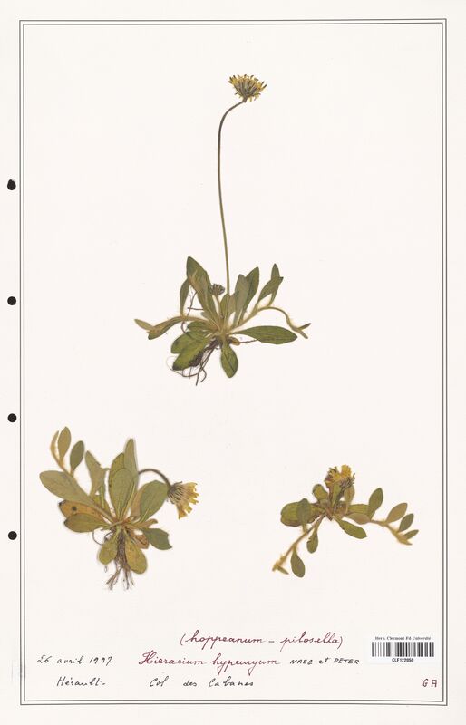 Hieracium hypeuryum  (Asteraceae)