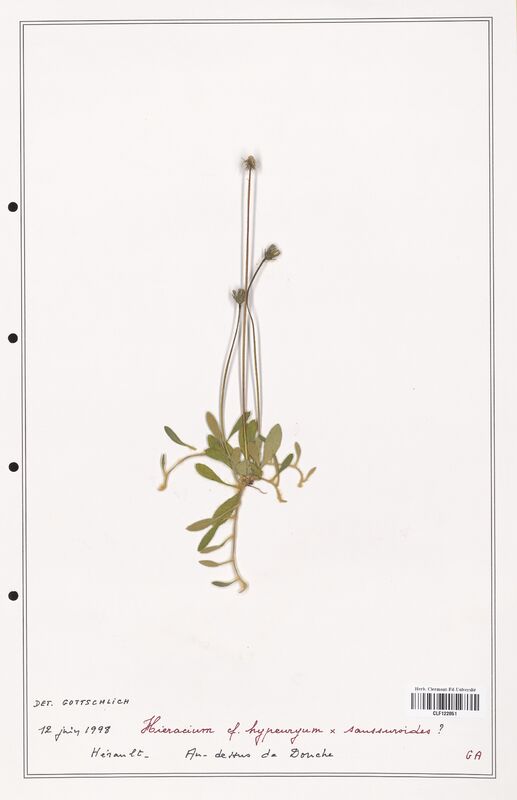 Hieracium hypeuryum  (Asteraceae)