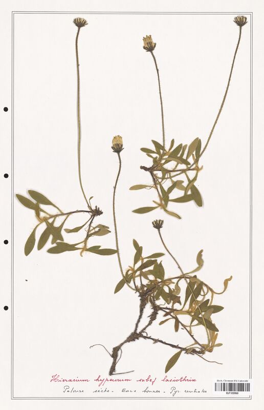 Hieracium hypeurum  (Asteraceae)