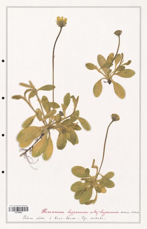 Hieracium hypeurum  (Asteraceae)