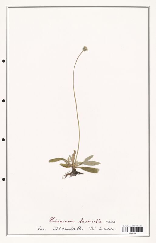 Hieracium lactucella  (Asteraceae)