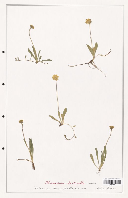 Hieracium lactucella  (Asteraceae)