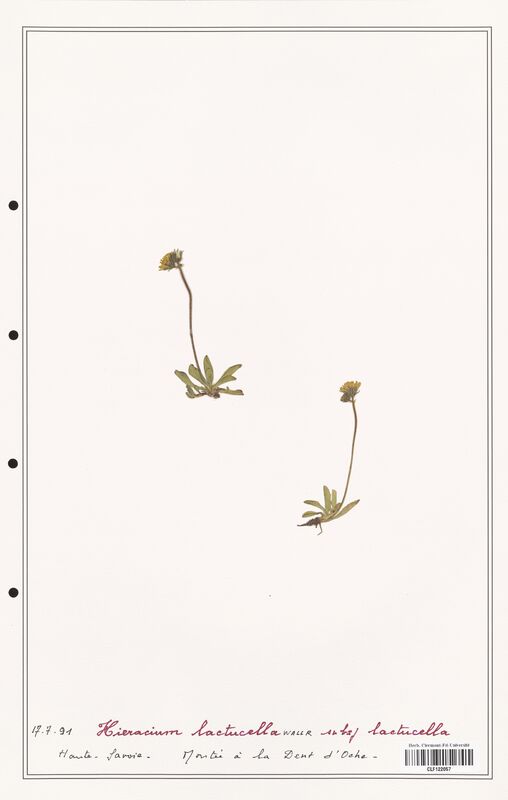 Hieracium lactucella  (Asteraceae)