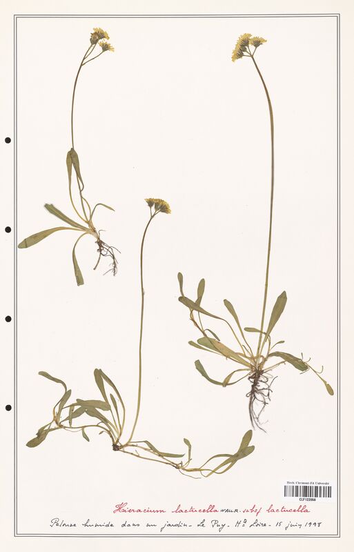 Hieracium lactucella  (Asteraceae)