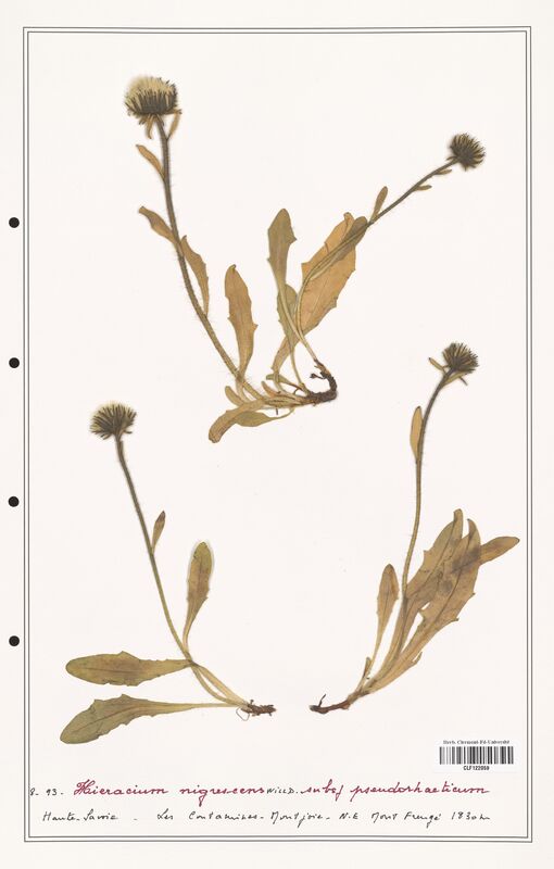 Hieracium nigrescens  (Asteraceae)