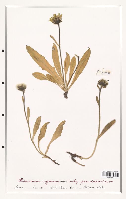 Hieracium nigrescens  (Asteraceae)