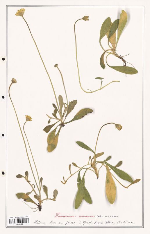 Hieracium niveum  (Asteraceae)