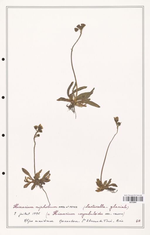 Hieracium niphobium  (Asteraceae)