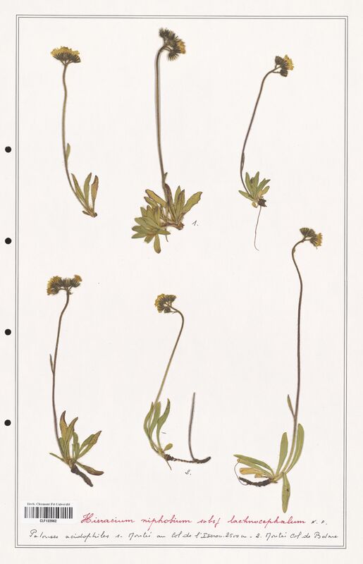 Hieracium niphobium  (Asteraceae)