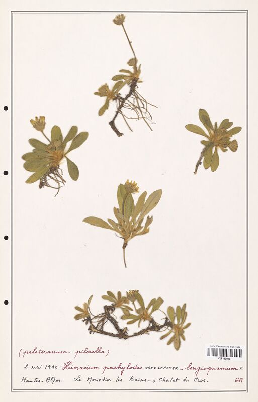 Hieracium pachylodes  (Asteraceae)