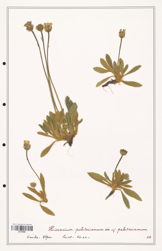 Hieracium peleterianum  (Asteraceae)