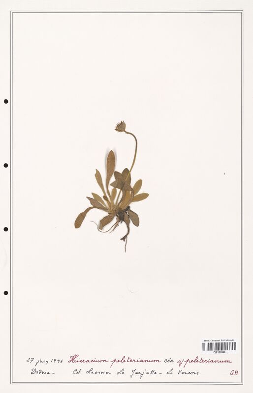 Hieracium peleterianum  (Asteraceae)