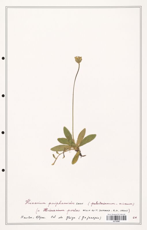 Hieracium periphanoides  (Asteraceae)