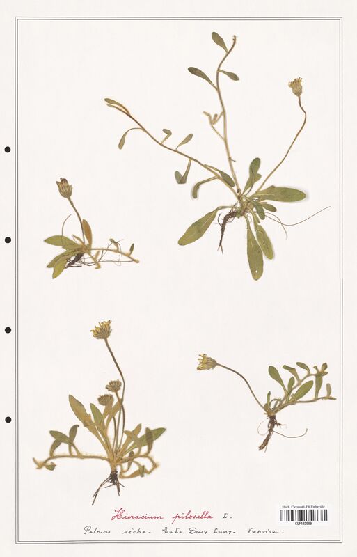 Hieracium pilosella  (Asteraceae)