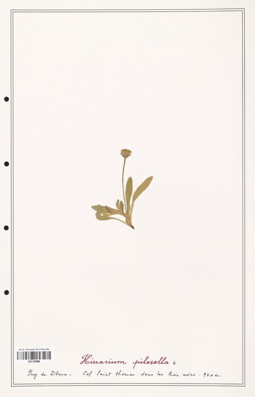 Hieracium pilosella  (Asteraceae)