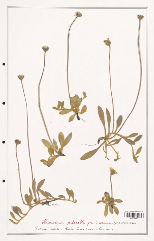 Hieracium pilosella  (Asteraceae)