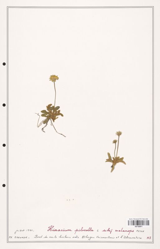 Hieracium pilosella  (Asteraceae)