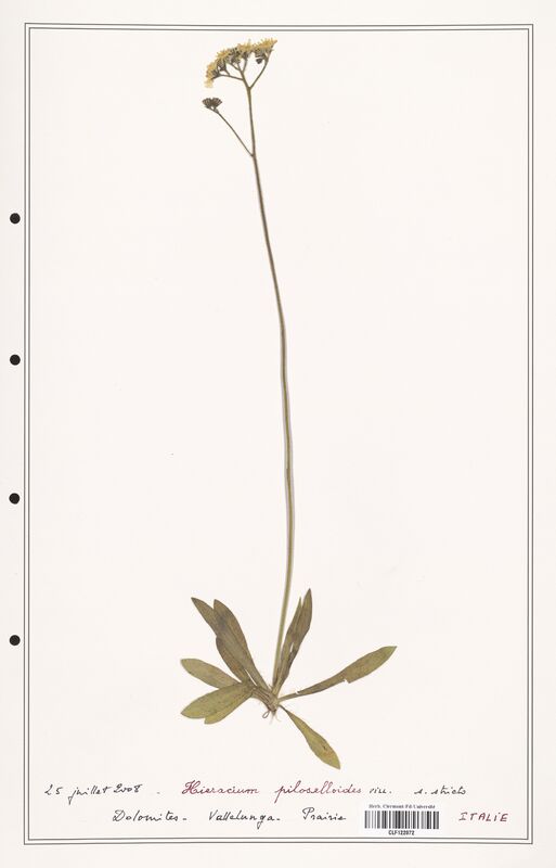 Hieracium piloselloides  (Asteraceae)