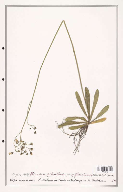 Hieracium piloselloides  (Asteraceae)