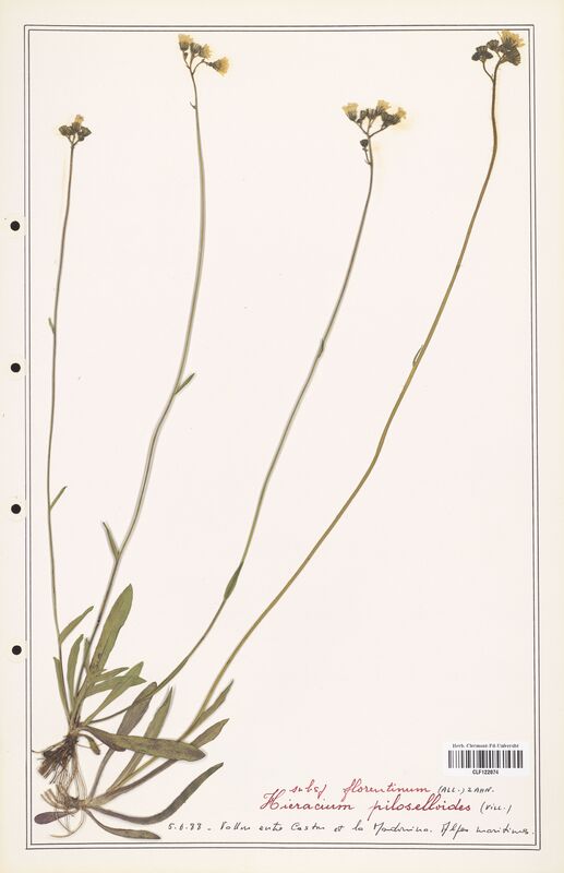 Hieracium piloselloides  (Asteraceae)