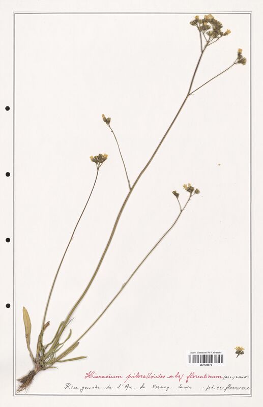 Hieracium piloselloides  (Asteraceae)