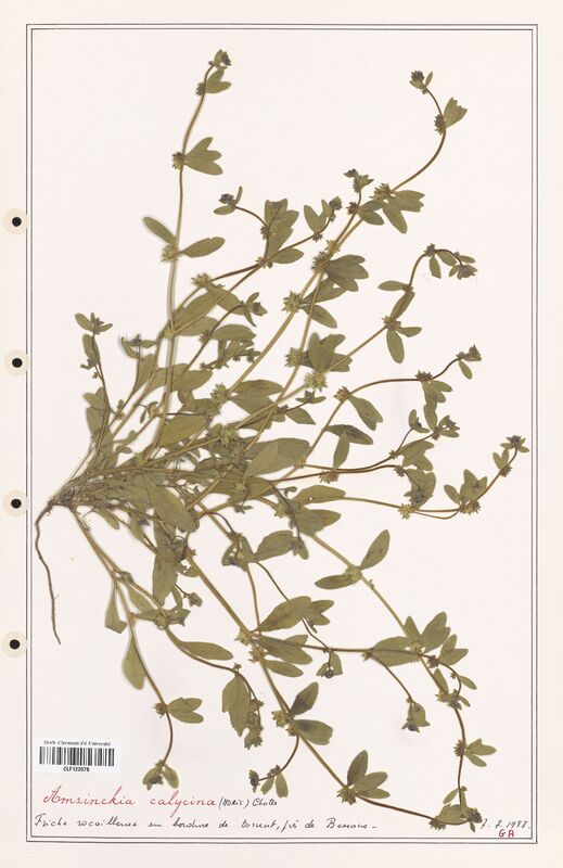 Amsinckia calycina  (Boraginaceae)