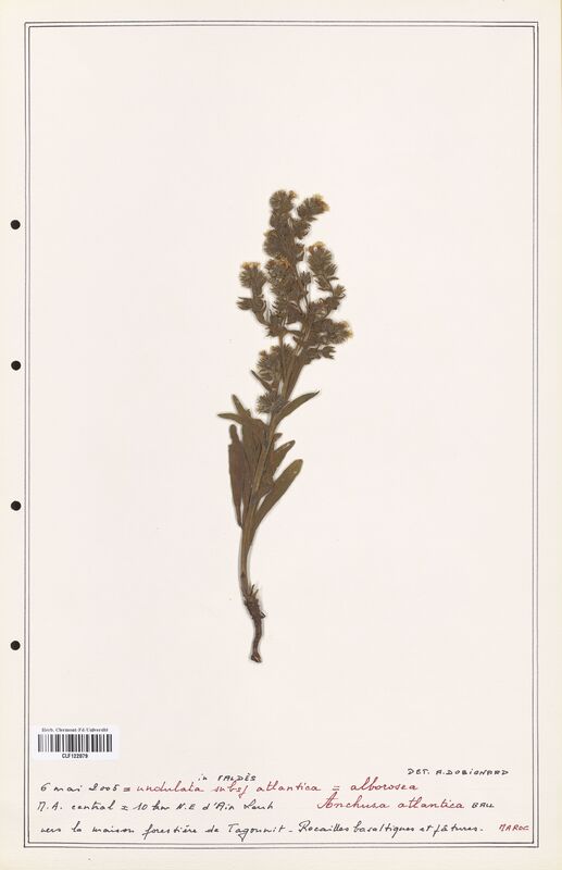 Anchusa atlantica  (Boraginaceae)