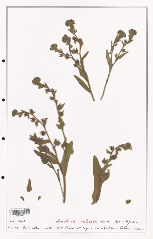 Anchusa calcarea  (Boraginaceae)