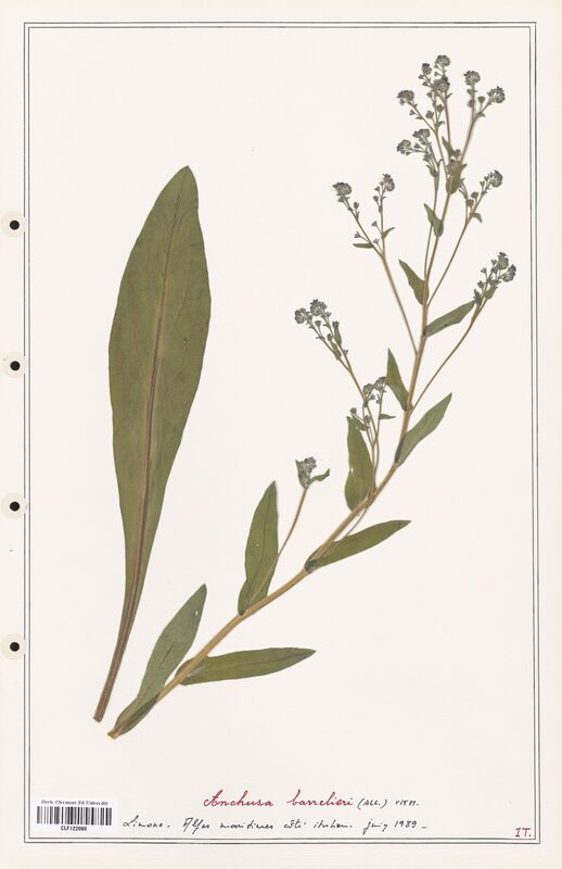 Anchusa barrelieri  (Boraginaceae)