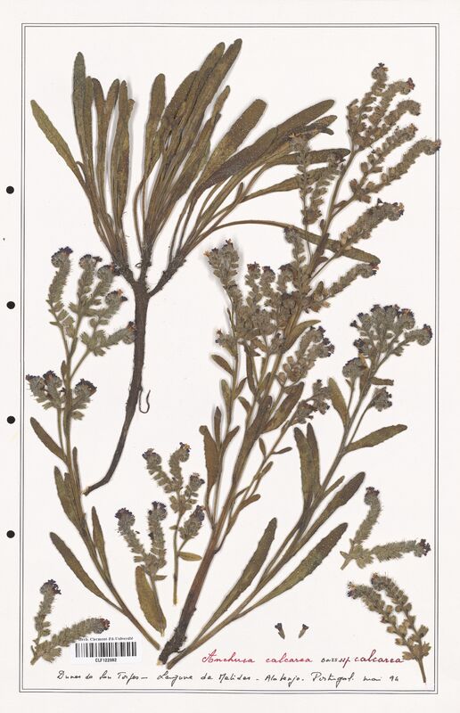 Anchusa calcarea  (Boraginaceae)