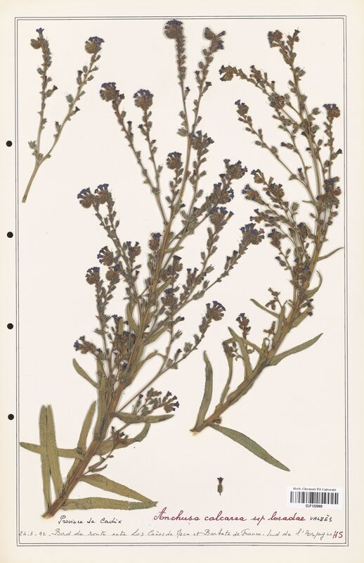 Anchusa calcarea  (Boraginaceae)