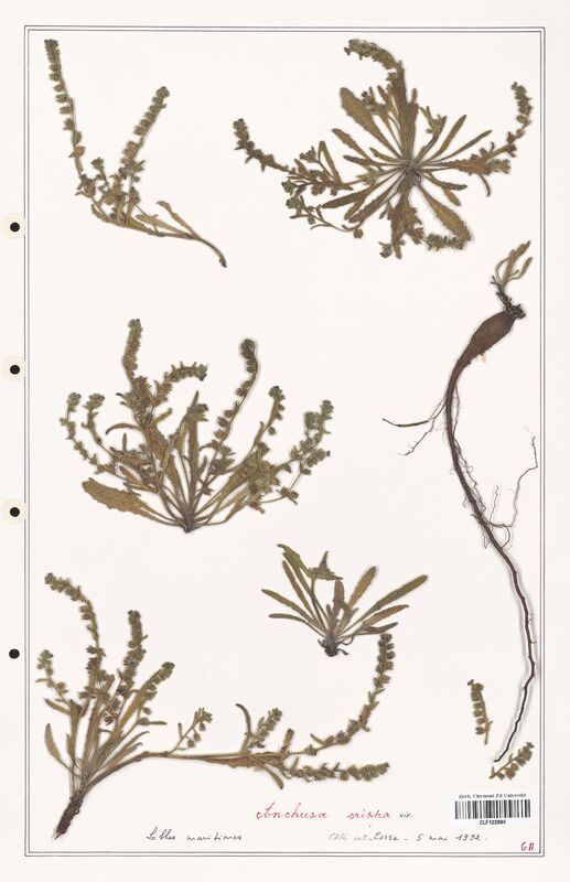 Anchusa crispa  (Boraginaceae)