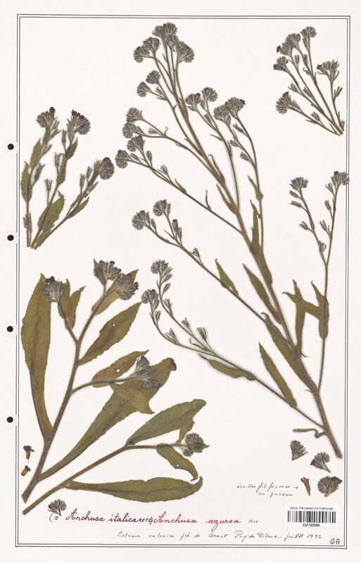 Anchusa azurea  (Boraginaceae)