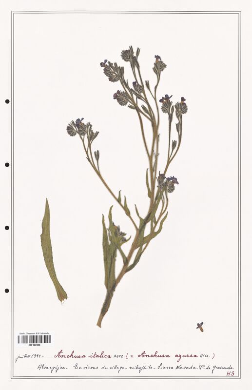 Anchusa italica  (Boraginaceae)