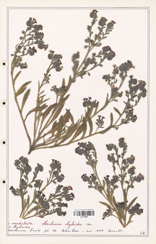 Anchusa hybrida  (Boraginaceae)