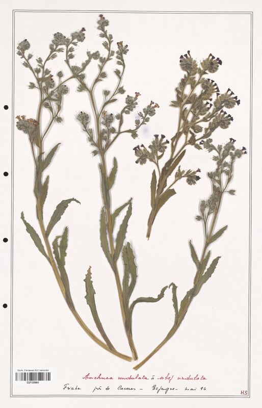 Anchusa undulata  (Boraginaceae)