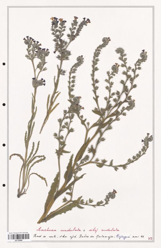 Anchusa undulata  (Boraginaceae)