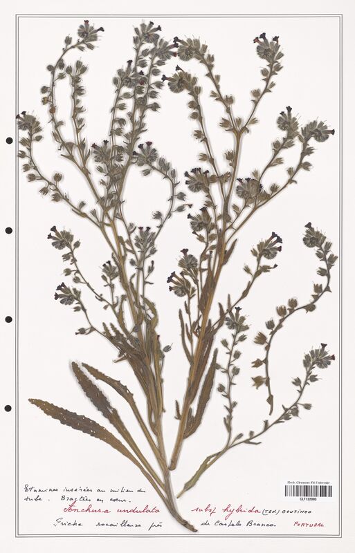 Anchusa undulata  (Boraginaceae)